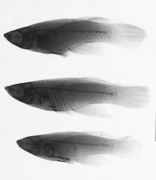 Aplocheilichthys sp.nov 2 Meinema & Huber - BMNH 1981.2.17.2273-2275, Aplocheilichthys rudolfianus, radiograph