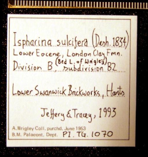 Ispharina sulcifera (Deshayes, 1834) - TG 1070. Ispharina aff. sulcifera (label 1)