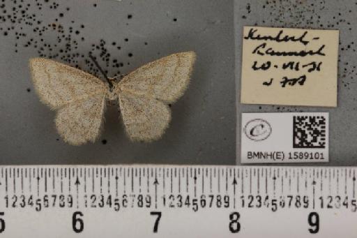 Scopula ternata Schrank, 1802 - BMNHE_1589101_a_270737