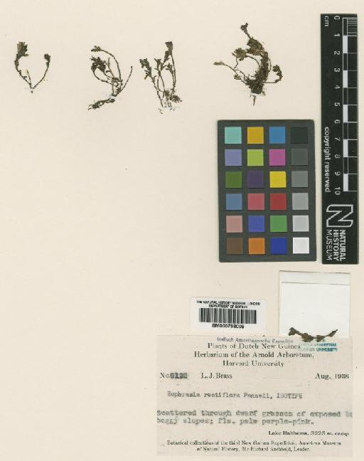 Euphrasia rectiflora Pennell - BM000798009