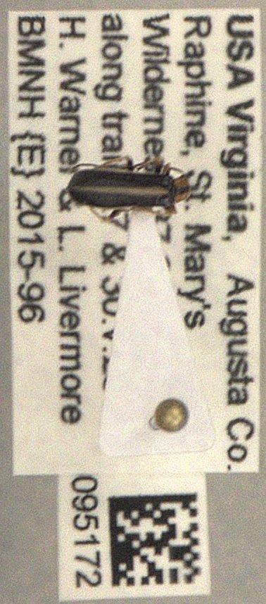 Rhagonycha (Incertae sedis) imbecillis (LeConte, 1851) - Coleoptera 010095172