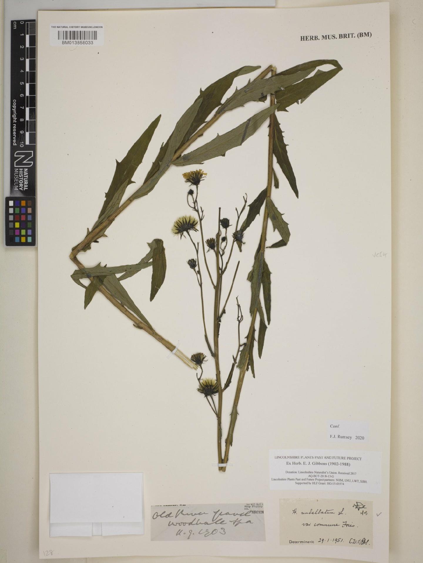 To NHMUK collection (Hieracium umbellatum var. commune Fries; NHMUK:ecatalogue:9131647)