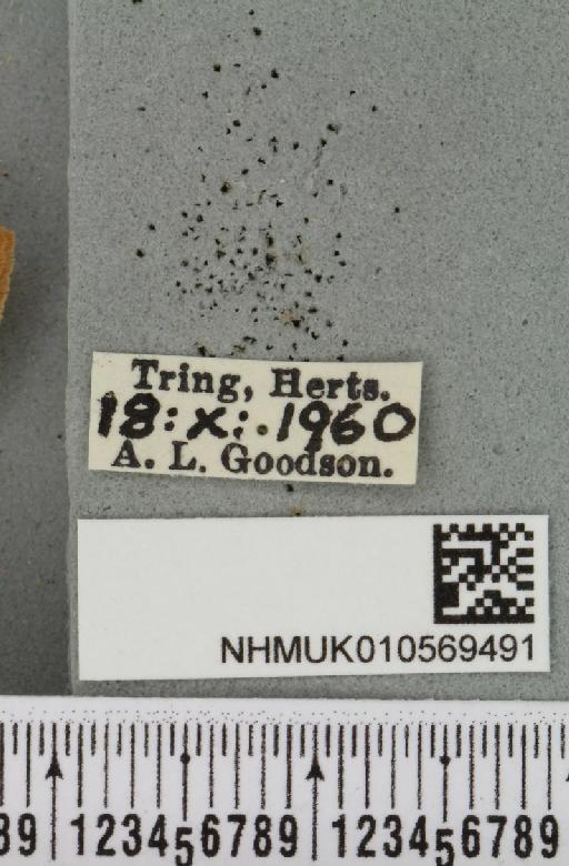 Agrochola macilenta (Hübner, 1809) - NHMUK_010569491_label_627167