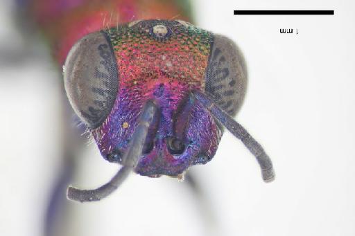 Chrysis chrysoviolacea Linsenmaier, 1968 - Chrysis_chrysoviolacea-BMNH(E)#970915_type-frontal-4X