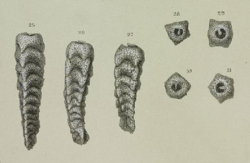 Clavulina angularis orbigny var. difformis Brady, 1884 - ZF1276_48_27-31_Clavulina_difformis.jpg