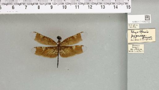 Rhyothemis obsolescens Kirby, 1889 - 011253122_804286_1256852_2