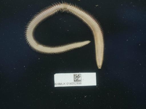 Nephtys caeca (Fabricius, 1780) - 014552856_03