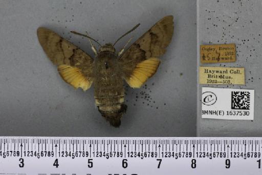 Macroglossum stellatarum (Linnaeus, 1758) - BMNHE_1637530_206213