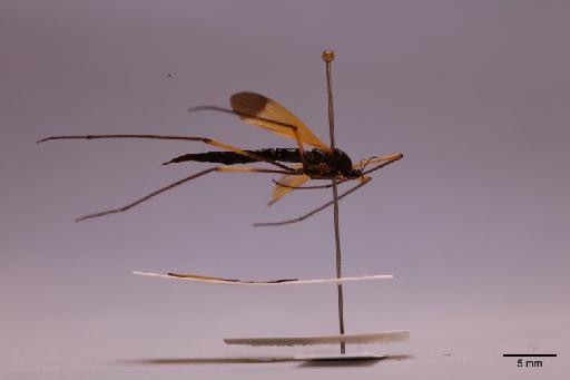 Tipulidae Latreille, 1802 - 013741284_lateral