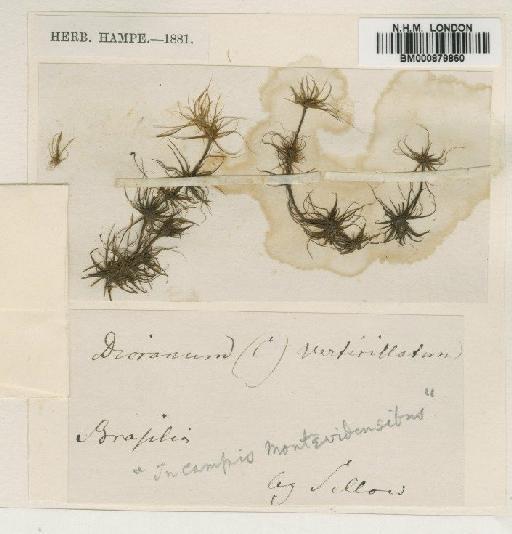 Bryohumbertia filifolia (Hornsch.) J.-P.Frahm - BM000879860