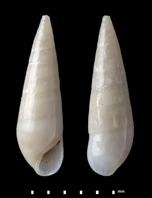 Eulima aciculata Pease, 1861 - 1962840 A