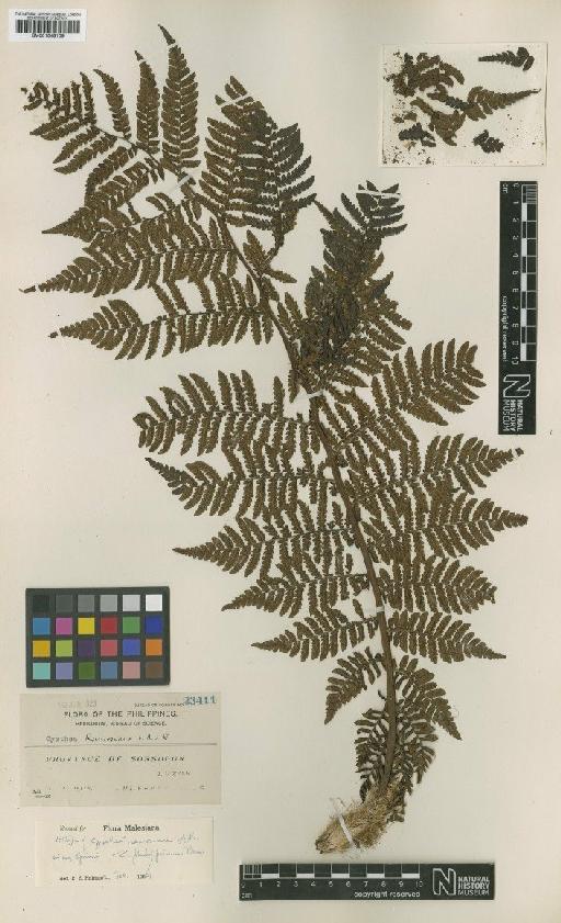Cyathea ramosiana Alderw. - BM001048109