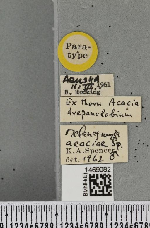 Melanagromyza acaciae Spencer, 1963 - BMNHE_1469082_label_44763