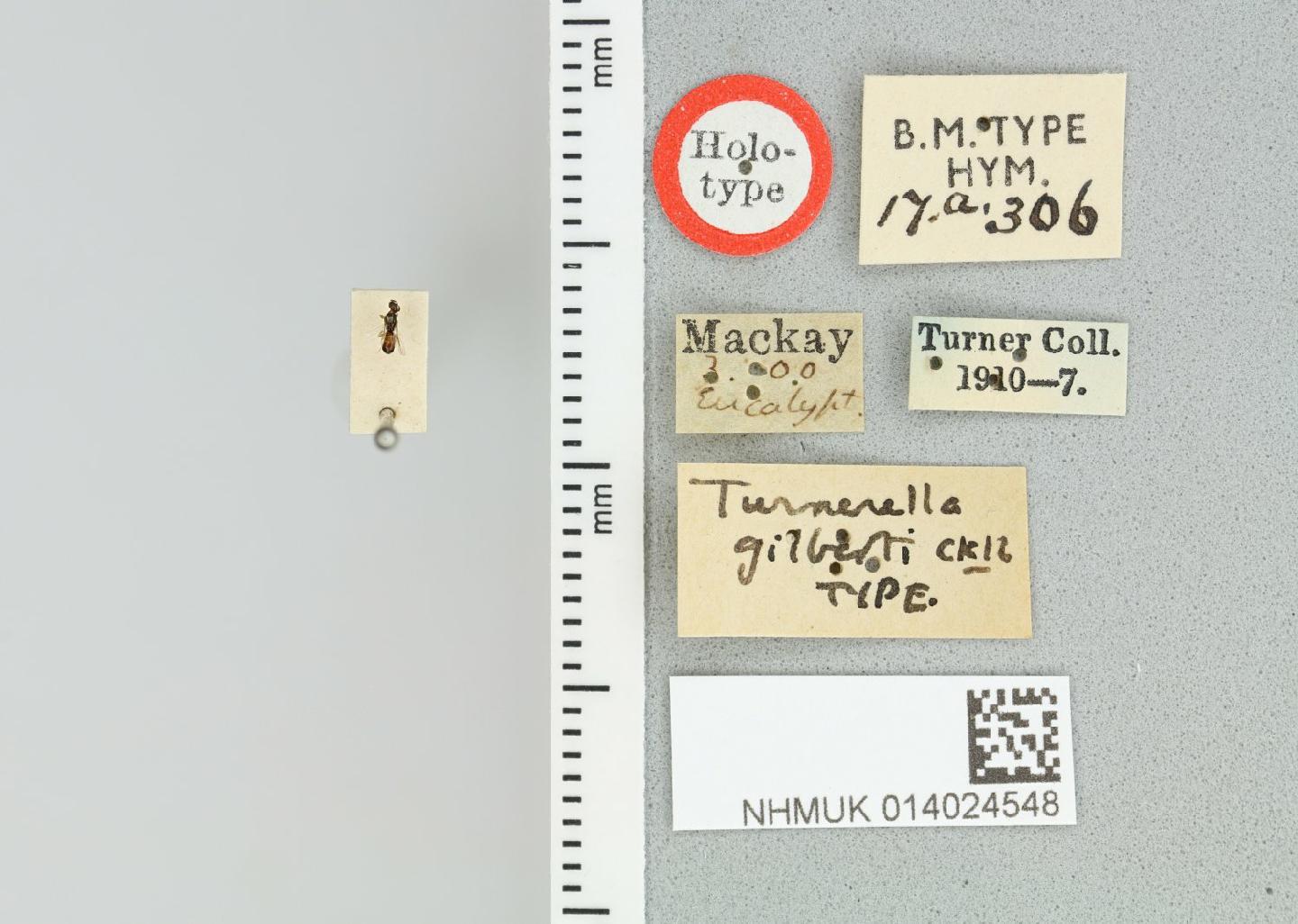 Euryglossina gilberti thumbnail