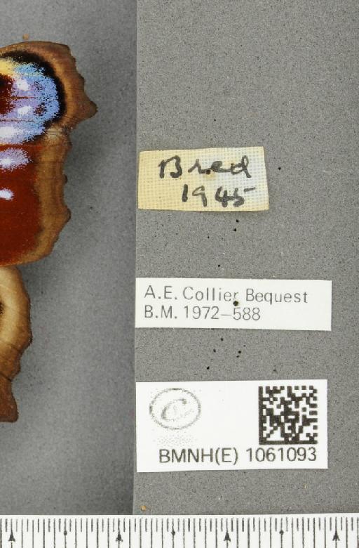 Aglais io (Linnaeus, 1758) - BMNHE_1061093_label_21598
