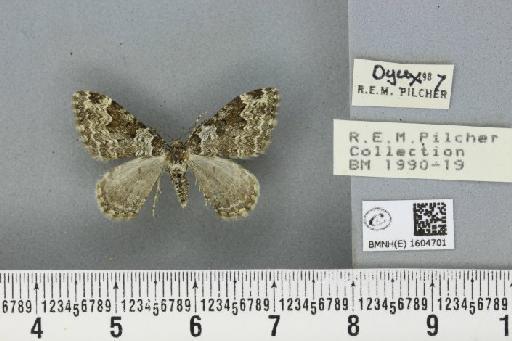 Xanthorhoe fluctuata fluctuata (Linnaeus, 1758) - BMNHE_1604701_308460