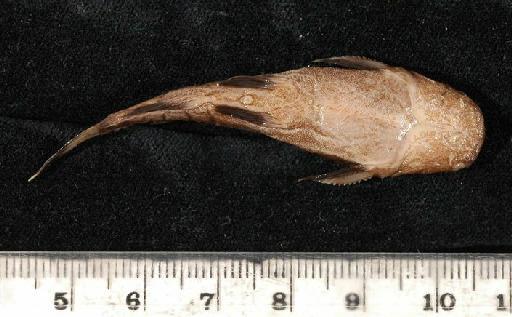 Pseudopimelodus transmontanus Regan, 1913 - 1902.5.27.37-40b; Pseudopimelodus transmontanus; ventral view; ACSI Project image