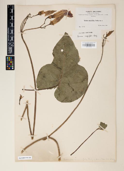 Ipomoea magnifolia Rusby - 001125196