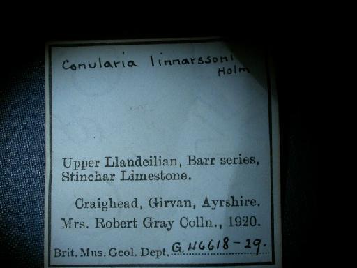 Eoconularia linnarssoni (Holm, 1893) - G 46618-G 46629. Eoconularia linnarssoni (label)