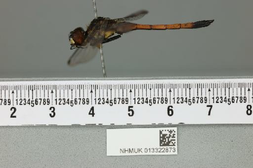 Agrionoptera insignis insularis Kirby, 1889 - 013322873_lateral