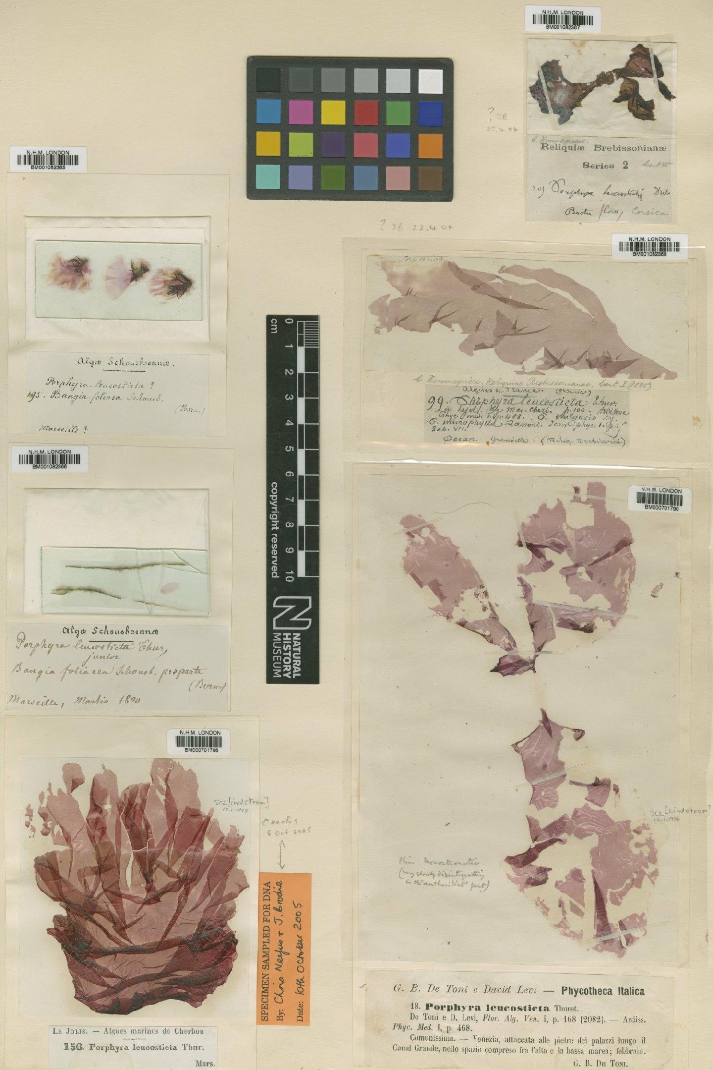 To NHMUK collection (Pyropia leucosticta (Thuret) Neefus & J.Brodie; NHMUK:ecatalogue:2331889)