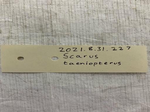 Scarus taeniopterus Desmarest in Bory de St Vincent, 1831 - BMNH 2021.8.31.227, Scarus taeniopterus, label