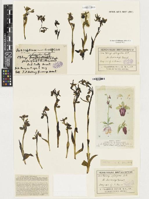 Ophrys sphegodes Mill. - BM001164737
