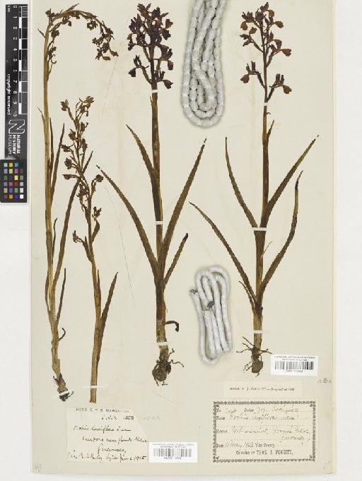 Anacamptis laxiflora (Lam.) R.M.Bateman, Pridgeon & M.W.Chase - BM001110654