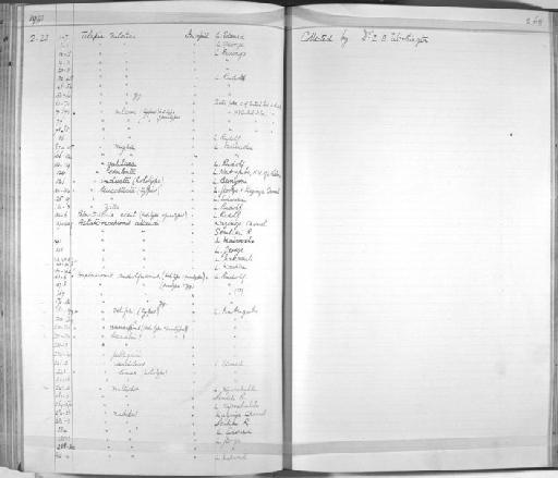 Haplochromis velifer Trewavas, 1933 - Zoology Accessions Register: Fishes: 1912 - 1936: page 268