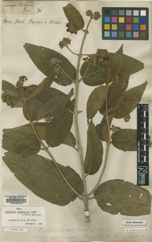 Aegiphila cordifolia (Ruiz & Pav.) Moldenke - BM000624675