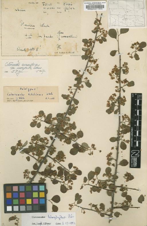 Cotoneaster hebephyllus Diels - BM000550221