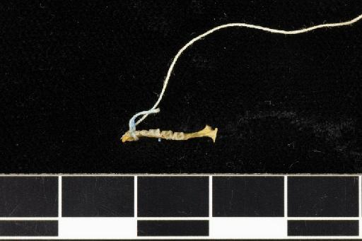 Rhinolophus chaseni Sanborn, 1939 - 1921_10_8_3-Rhinolophus_chaseni-Type-Skull-right_mandible-occlusal