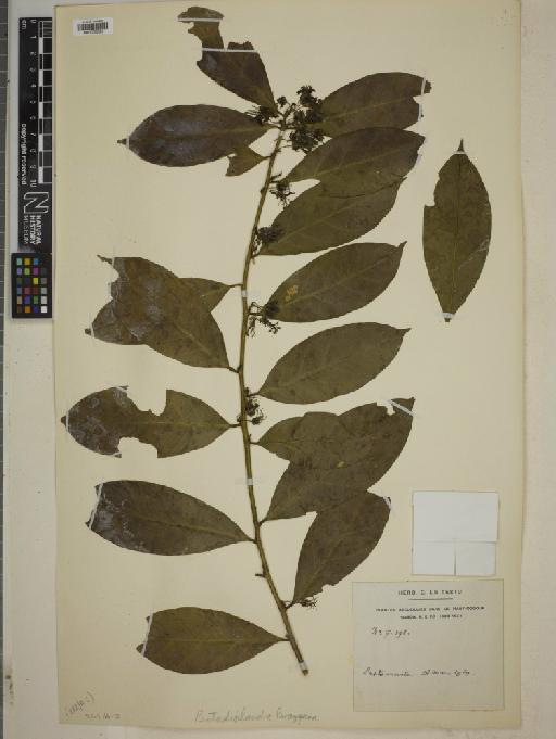 Pentadiplandra brazzeana Baill. - BM010750563