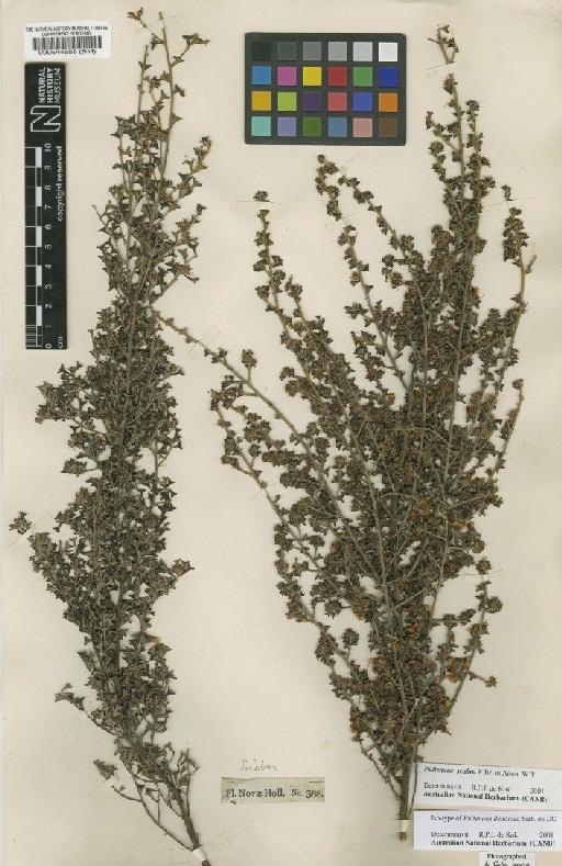 Pultenaea scabra R.Br. - BM000544658