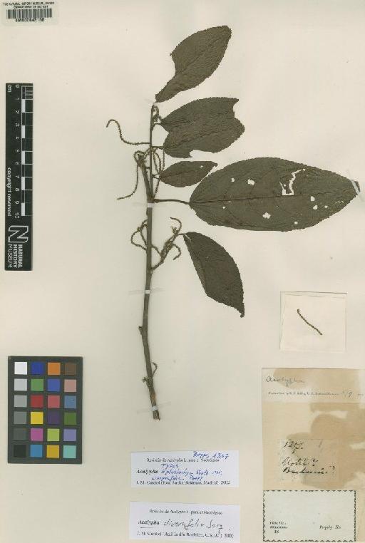 Acalypha diversifolia Jacq. - BM000643156