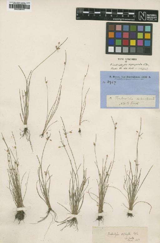 Fimbristylis dichotoma subsp. depauperata (R.Br.) J.Kern - BM000990884