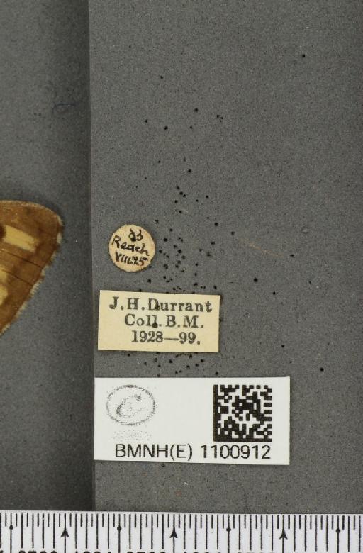 Hipparchia semele semele ab. grisescens Lempke, 1957 - BMNHE_1100912_label_11707