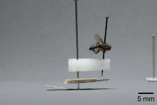 Sarcophaga (Myorhina) nigriventris Meigen, 1826 - 015092493_lateral