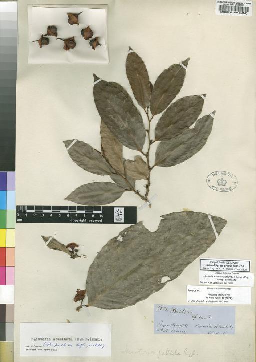 Heisteria acuminata (Humb. & Bonpl.) Engl. - Spruce - BM000028169