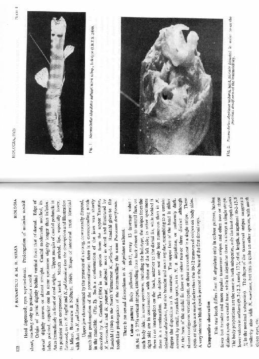 Noemacheilus alepidotus nalbanti Banarescu & Mirza, 1972 - Noemacheilus alepidotus nalbanti