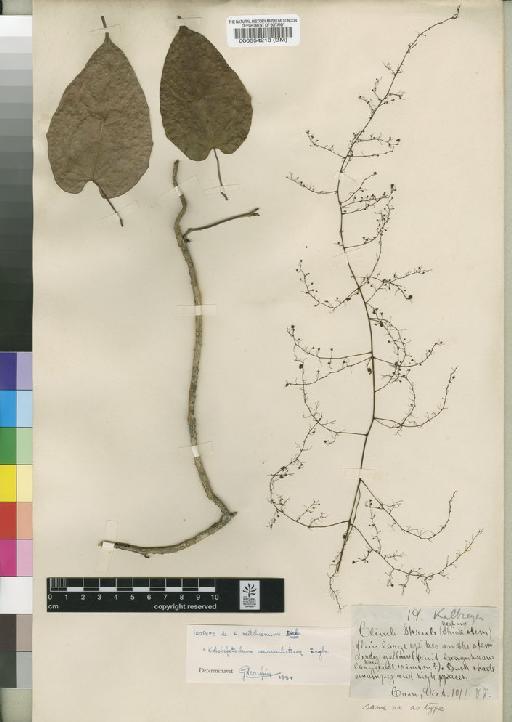 Kolobopetalum auriculatum Engl. - BM000554218