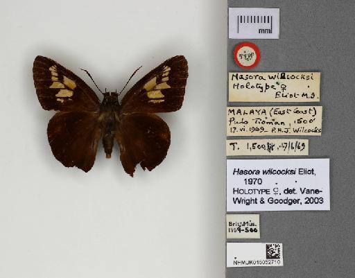 Hasora wilcocksi ELiot, 1970 - 015052710_Hasora_wilcocksi_Dorsal