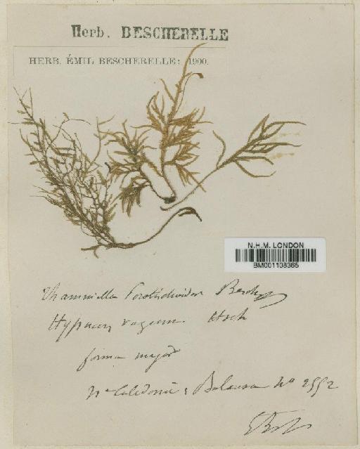 Camptochaete porotrichoides (Besch.) Broth. - BM001108365