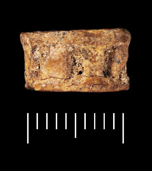 Elasmobranchii Bonaparte, 1838 - NHMUK PV P 76390 Tabun fish vertebra (view 5)