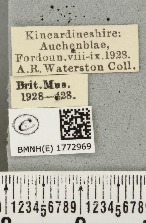 Colostygia olivata (Denis & Schiffermüller, 1775) - BMNHE_1772969_label_354039