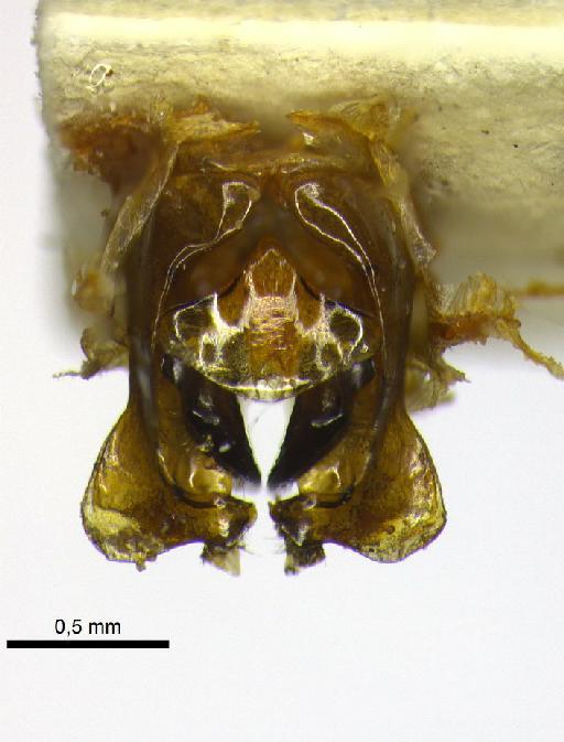 Ceratina (Calloceratina) rufipes Smith, F., 1879 - 969505 Ceratina rufipes type genitalia dorsal