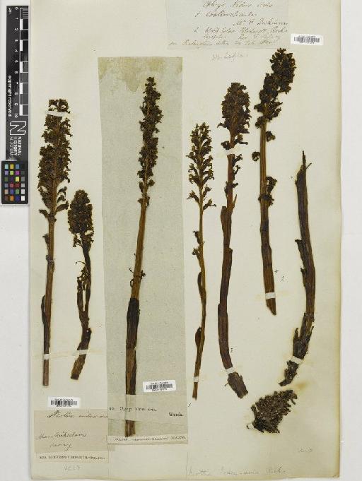 Neottia nidus-avis (L.) Rich. - BM001081273