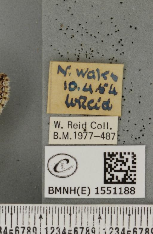 Polyploca ridens (Fabricius, 1787) - BMNHE_1551188_label_238509