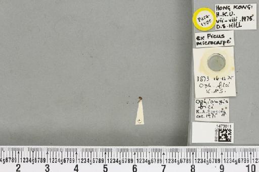Ophiomyia fici Spencer, 1976 - BMNHE_1473011_47395