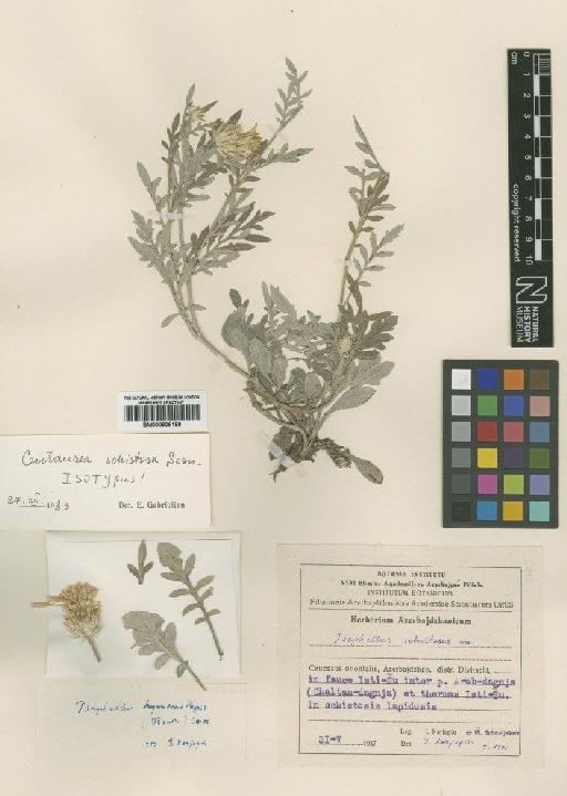Centaurea schistosa Sosn - BM000906199